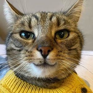 Meet your Posher, Jack